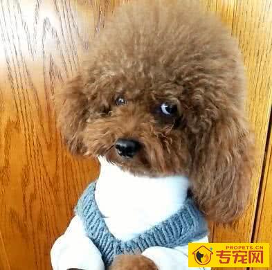 最沒有心眼的7种狗子，小泰迪跟金毛均入选，有家里狗狗吗？