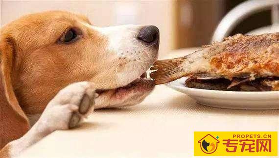 养宠物过程中,对给你协助的 养宠物过程中,对给你协助的