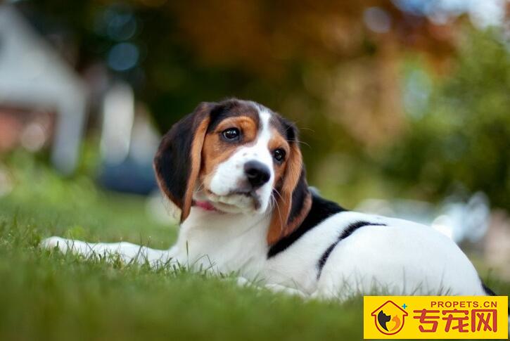 掉毛期如何帮狗狗护理毛发 掉毛期如何帮狗狗护理毛发