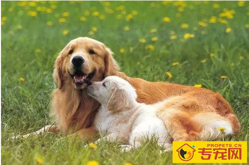 小狗在发情期时怎么处理？