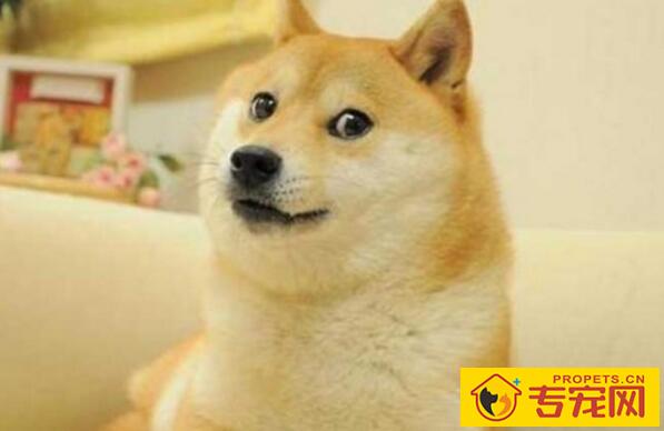 狗狗能剃毛吗?剃毛会对狗狗造成哪些危害? 狗狗能剃毛吗?剃毛会对狗狗造成哪些危害?