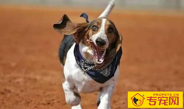 小狗在发情期时怎么处理？