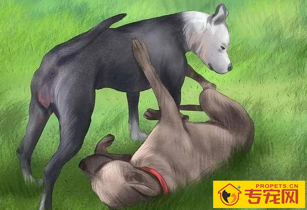 小狗在发情期时怎么处理？