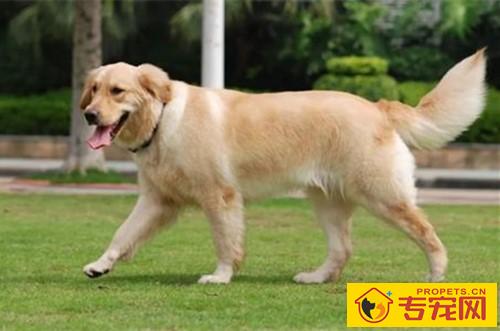 金毛走路一瘸一拐但看不见伤 金毛走路一瘸一拐但看不见伤