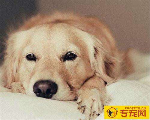 金毛走路一瘸一拐但看不见伤 金毛走路一瘸一拐但看不见伤