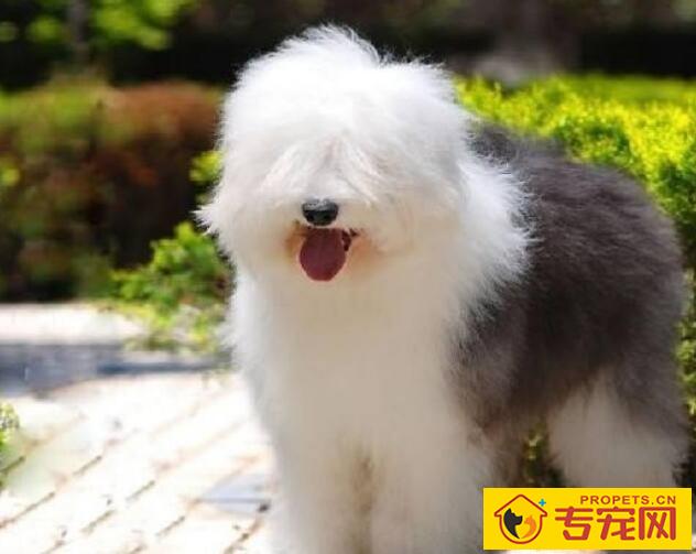 冬季哪些狗狗需要穿衣服？狗狗穿衣小贴士