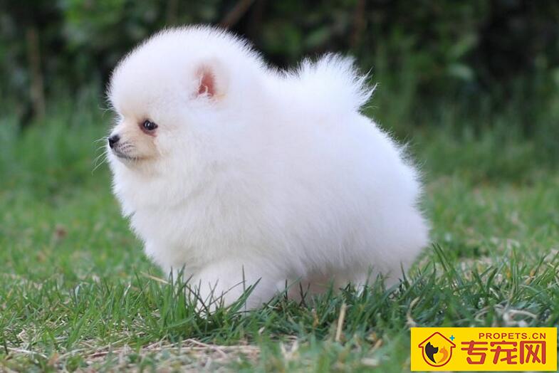 白色毛发狗狗泪痕怎么去除?狗狗有泪痕怎么办? 白色毛发狗狗泪痕怎么去除?狗狗有泪痕怎么办?