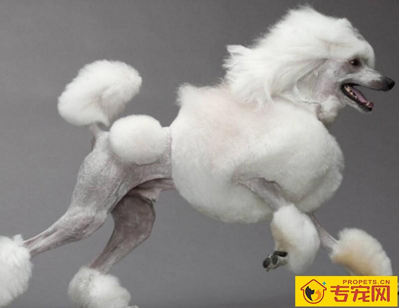 为什么要给狗狗剃胎毛,有什么好处吗? 为什么要给狗狗剃胎毛,有什么好处吗?