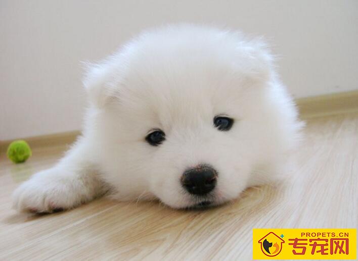 白色毛发狗狗泪痕怎么去除?狗狗有泪痕怎么办? 白色毛发狗狗泪痕怎么去除?狗狗有泪痕怎么办?