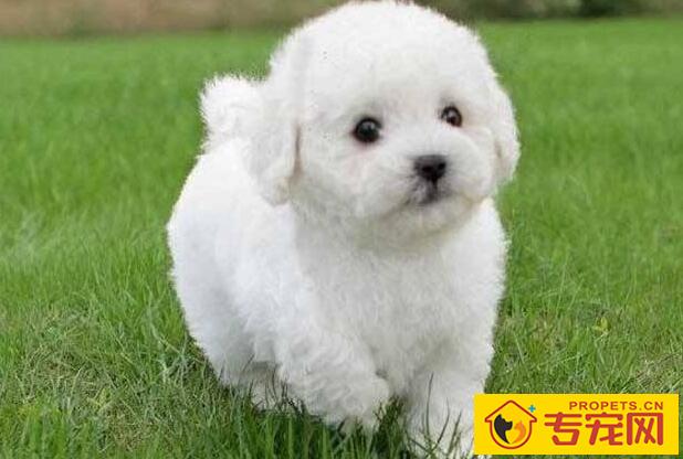 比熊犬的美容护理办法 比熊犬的美容护理办法