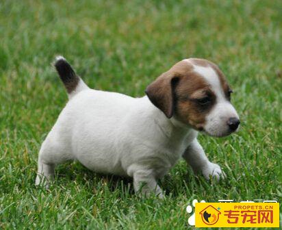 杰克罗素梗的特点 非常容易受外界影响