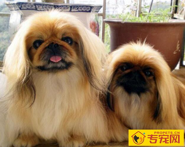 狗狗美容应该注意些什么?要以清爽为主 狗狗美容应该注意些什么?要以清爽为主