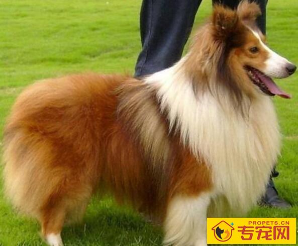 如何正确的给狗狗刷牙和使用狗狗牙具 如何正确的给狗狗刷牙和使用狗狗牙具