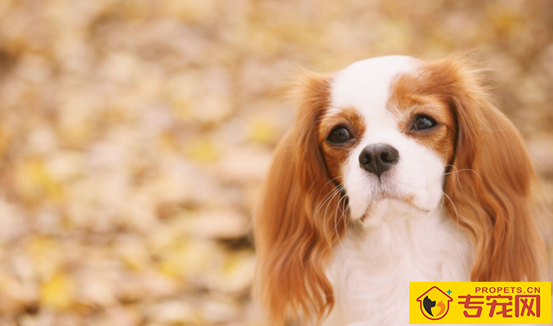 狗狗拉稀如何调养 狗狗拉稀如何调养