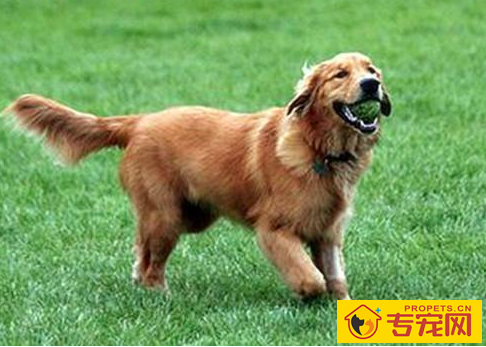 金毛伤口有脓液用凉白开洗吗,金毛伤口溃烂可用凉白开洗吗 金毛伤口有脓液用凉白开洗吗,金毛伤口溃烂可用凉白开洗吗