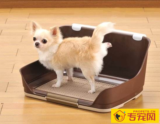 铲屎官必须知道的关于狗狗大小便的几个常识 铲屎官必须知道的关于狗狗大小便的几个常识