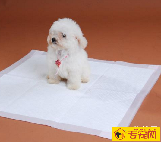 铲屎官必须知道的关于狗狗大小便的几个常识 铲屎官必须知道的关于狗狗大小便的几个常识