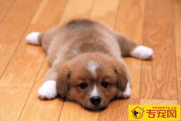 新手家长如何在家替狗狗修毛削甲? 新手家长如何在家替狗狗修毛削甲?