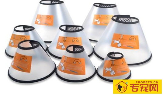 金毛伤口有脓液用凉白开洗吗,金毛伤口溃烂可用凉白开洗吗 金毛伤口有脓液用凉白开洗吗,金毛伤口溃烂可用凉白开洗吗