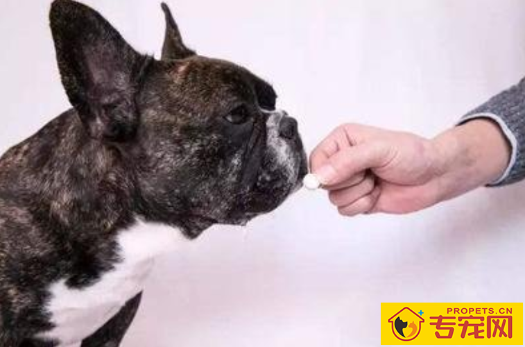 狗狗拉稀如何调养 狗狗拉稀如何调养