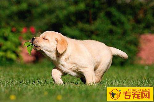 刚买的狗狗能吃罐头吗，刚接回家的狗狗能吃罐头吗