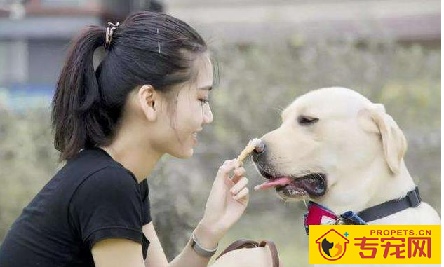 狗狗有这五个特性，也意味着主人有素质，期待家里常有！