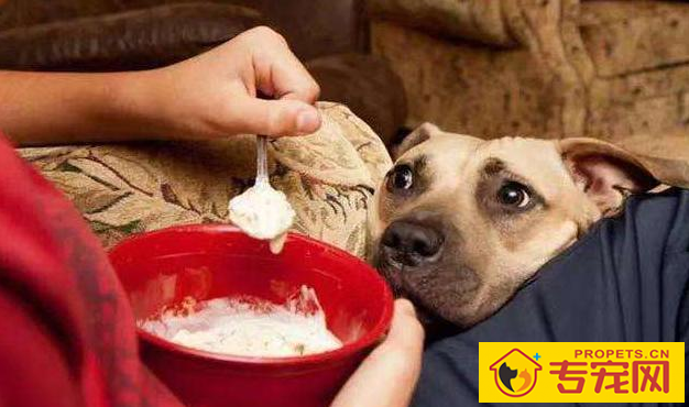 狗狗有这五个特性，也意味着主人有素质，期待家里常有！