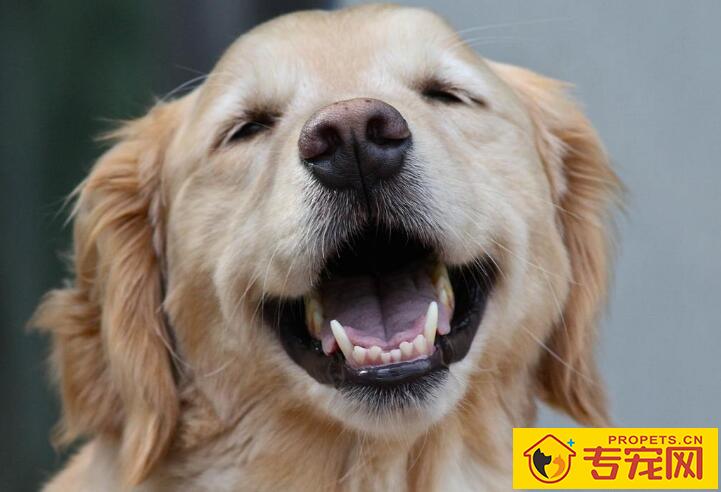 警惕!导致狗狗四肢无力的四个原因 警惕!导致狗狗四肢无力的四个原因