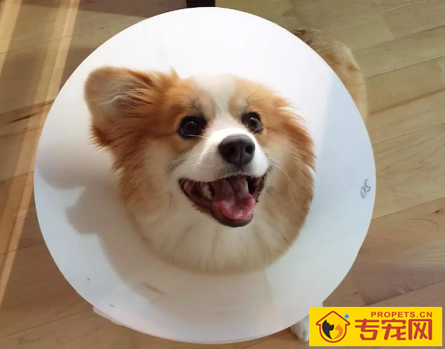 你知道吗?频繁的给狗狗洗澡会有那些危害 你知道吗?频繁的给狗狗洗澡会有那些危害