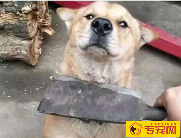 狗狗有这五个特性，也意味着主人有素质，期待家里常有！