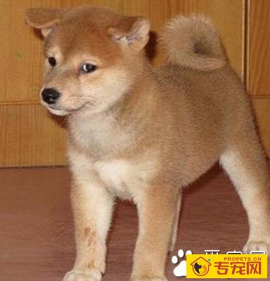 柴犬聪明吗 该犬是特别适合家里养的