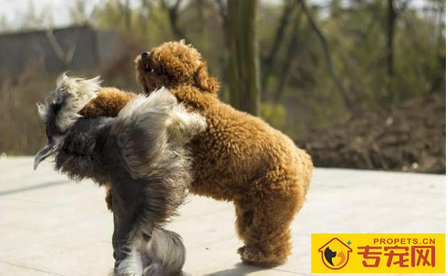 狗狗有这五个特性，也意味着主人有素质，期待家里常有！