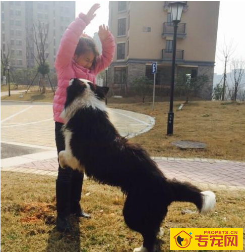 狗狗有这五个特性，也意味着主人有素质，期待家里常有！