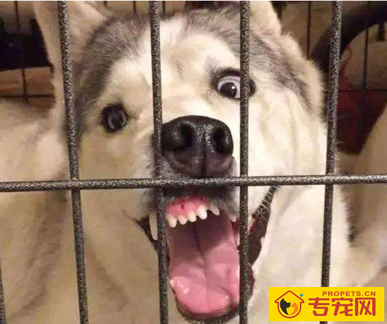 狗狗有这五个特性，也意味着主人有素质，期待家里常有！