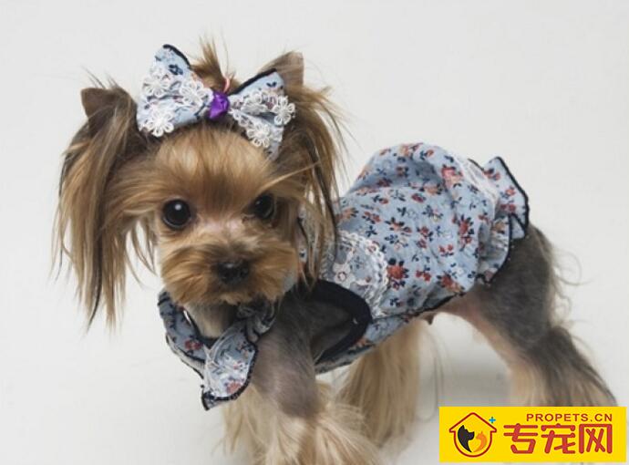 有狗狗不爱穿衣服的吗?具体有哪几种? 有狗狗不爱穿衣服的吗?具体有哪几种?