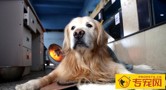 狗狗衰退的五个表现,表明它的生命进到“倒数计时”! 狗狗衰退的五个表现,表明它的生命进到“倒数计时”!