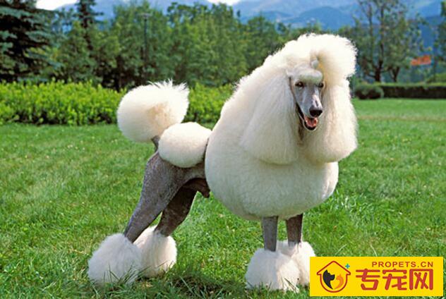 怎么给狗狗剃毛，使用宠物剃毛器的注意事项