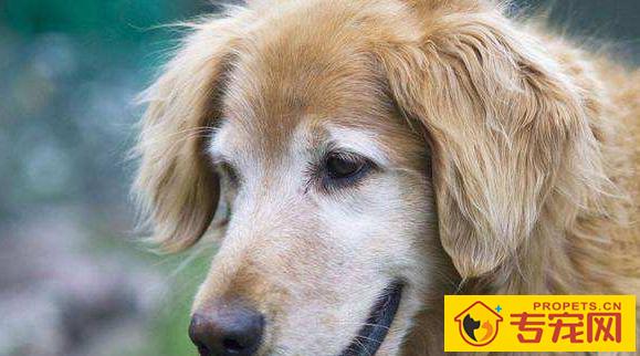 狗狗衰退的五个表现,表明它的生命进到“倒数计时”! 狗狗衰退的五个表现,表明它的生命进到“倒数计时”!