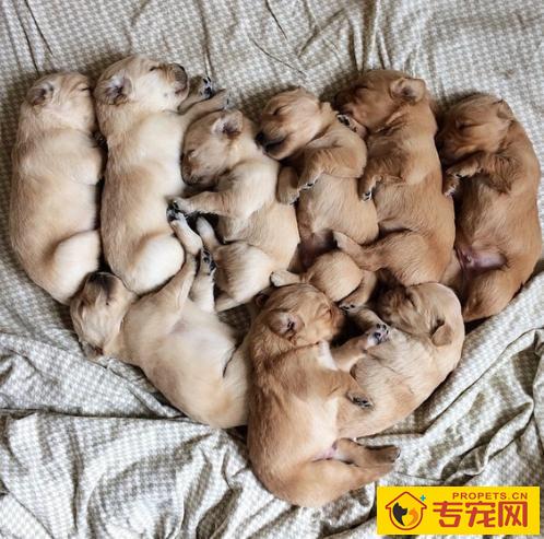 小狗被送走后,狗妈妈伤心该怎么办?5招教你抚慰它。 小狗被送走后,狗妈妈伤心该怎么办?5招教你抚慰它。