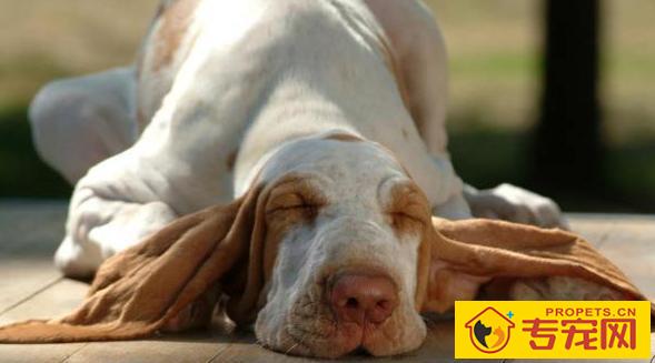 狗狗衰退的五个表现,表明它的生命进到“倒数计时”! 狗狗衰退的五个表现,表明它的生命进到“倒数计时”!