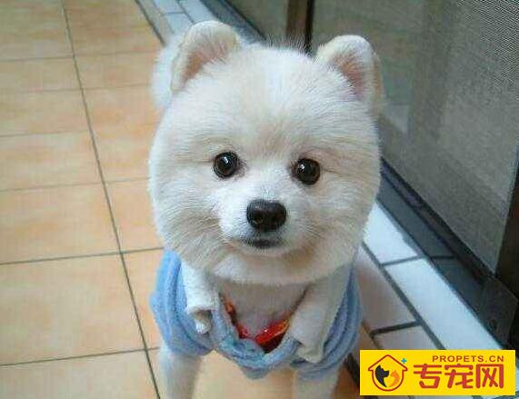 在家自己动手给狗狗美容的要点 在家自己动手给狗狗美容的要点