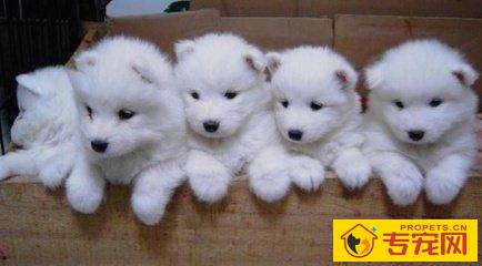 小狗被送走后,狗妈妈伤心该怎么办?5招教你抚慰它。 小狗被送走后,狗妈妈伤心该怎么办?5招教你抚慰它。