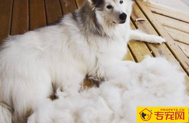 狗冬季很多掉毛是怎么回事 狗冬季很多掉毛是怎么回事
