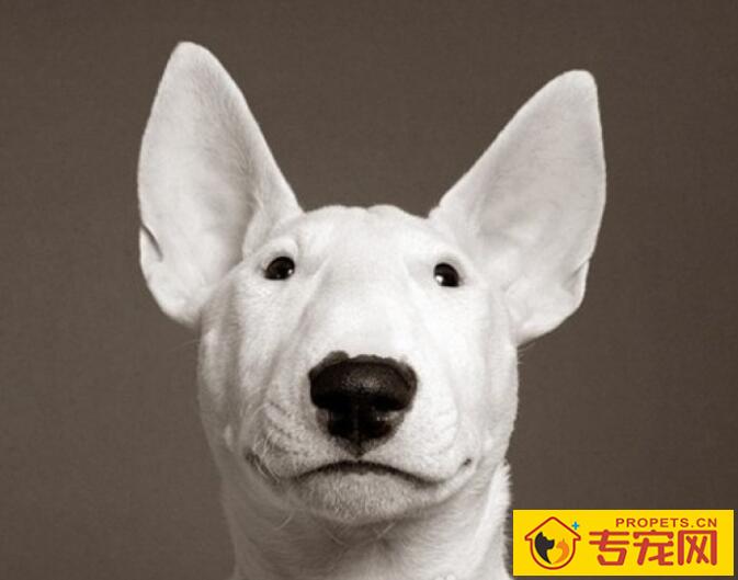 狗狗耳朵脏了怎么办?如何给狗狗清理耳朵呢? 狗狗耳朵脏了怎么办?如何给狗狗清理耳朵呢?