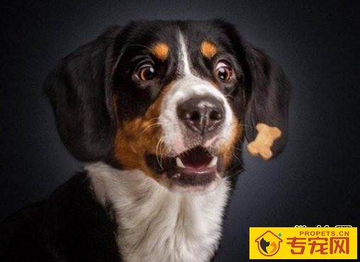 狗狗毛发养护,给狗吃什么对它们的毛发好 狗狗毛发养护,给狗吃什么对它们的毛发好