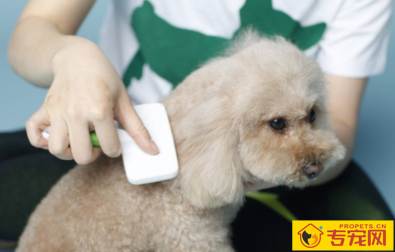 狗冬季很多掉毛是怎么回事 狗冬季很多掉毛是怎么回事