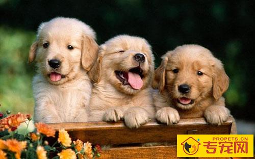 狗狗口腔溃疡消肿吗 狗狗口腔溃疡消肿吗