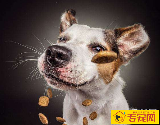 狗狗毛发养护,给狗吃什么对它们的毛发好 狗狗毛发养护,给狗吃什么对它们的毛发好