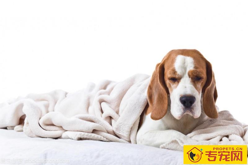 狗狗感冒了无论他会怎么样