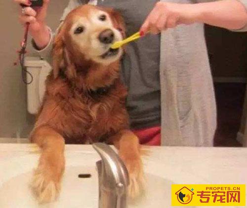 狗狗口腔溃疡消肿吗 狗狗口腔溃疡消肿吗